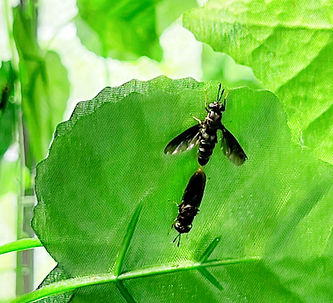 Adult black soldier flies on leaves