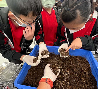 Students measuring BSF larvae in soil