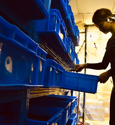 In-house BSF farming shelves