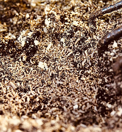 Black soldier fly larvae in growing substrate